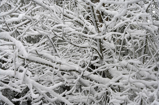 雪中樹枝