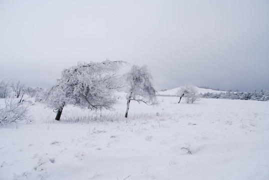 雪上的冬樹
