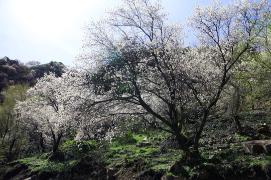 杏花爛漫