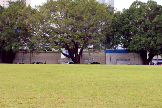 草坪