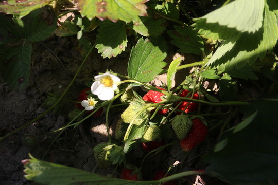 田間草莓