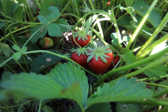 田間草莓