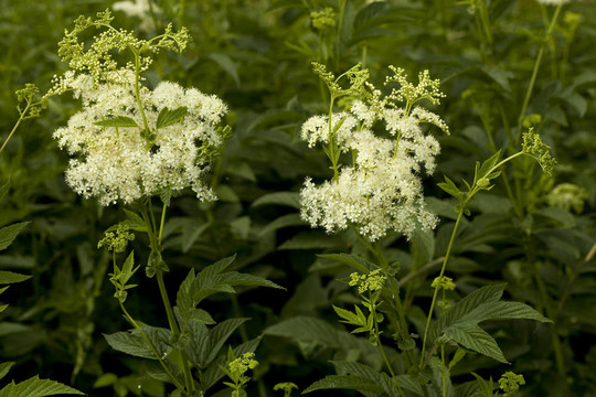 Filipendula ulmaria