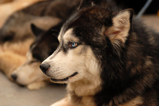 Husky的狗