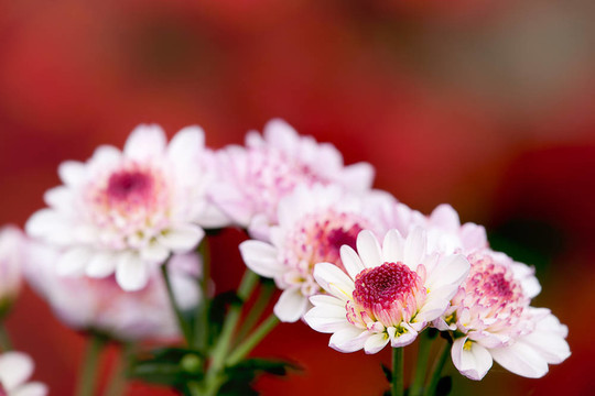 菊花的細(xì)節(jié)