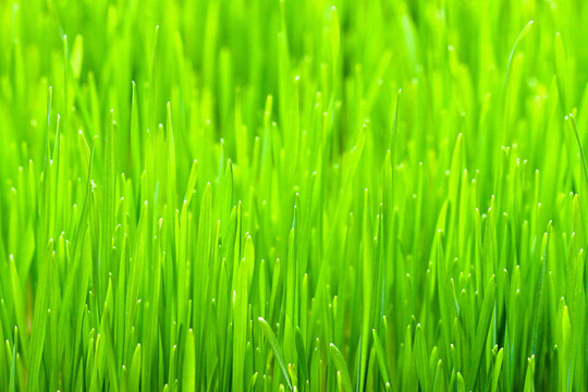 小麥草
