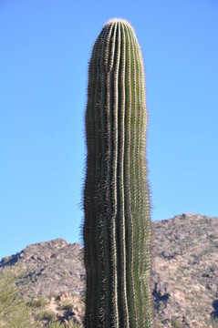 仙人掌