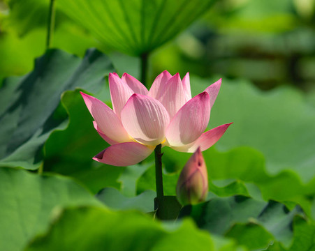 蓮花