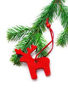 raindeer冷杉孤立在白色