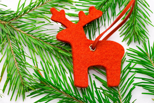 raindeer冷杉孤立在白色