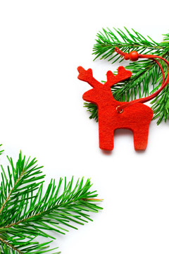raindeer冷杉孤立在白色