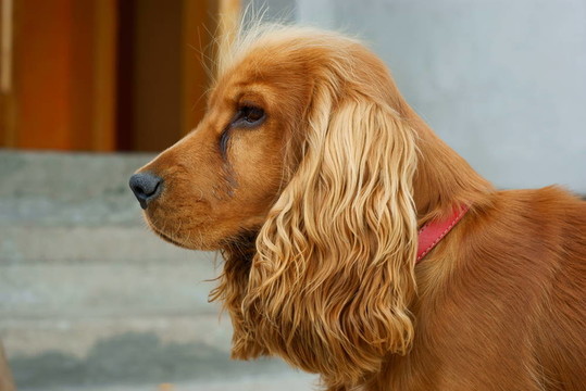 可卡犬