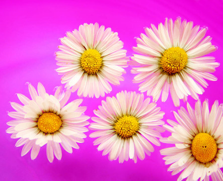 雛菊
