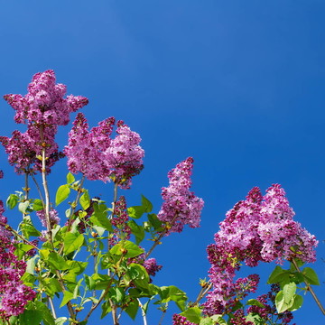 紫色的丁香花