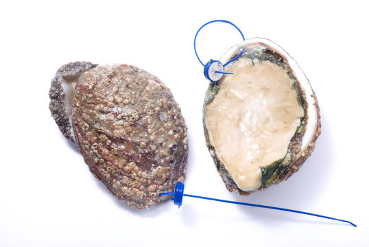 鮑魚