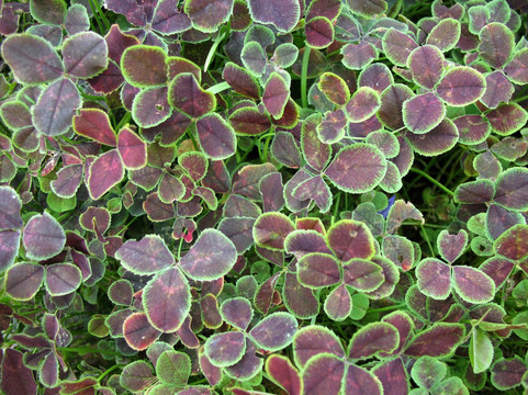 白三葉草（Trifolium repens）