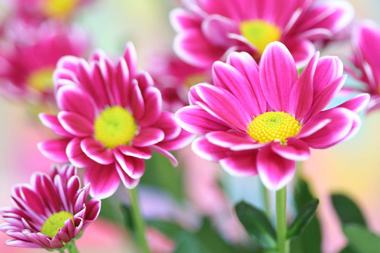 菊花特寫