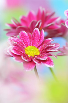 菊花特寫；