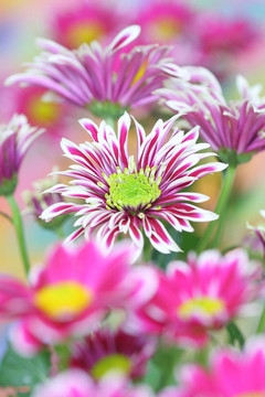 菊花特寫