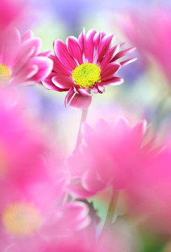 菊花特寫；
