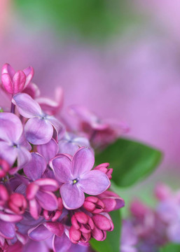 丁香花特寫