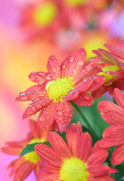 菊花特寫