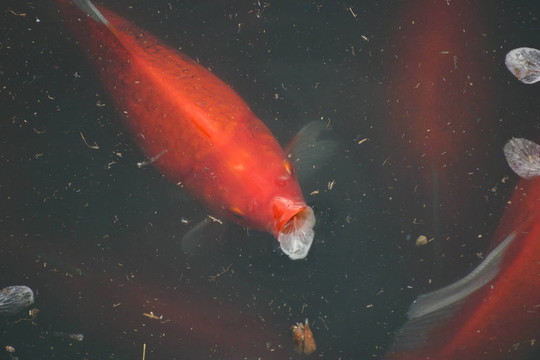 彗星的魚