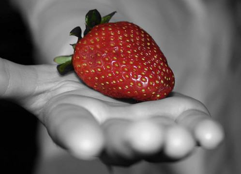 Strawberry在手