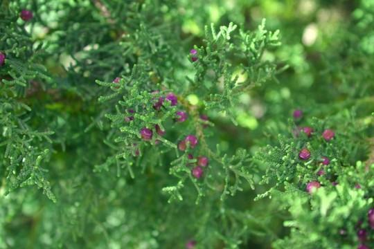 杜松子1