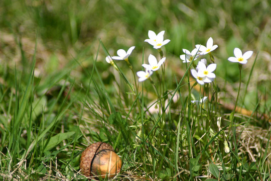 花與Acorn