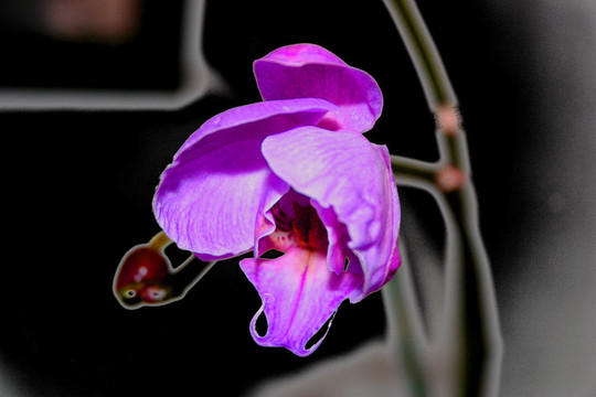 蘭花