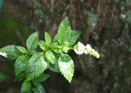 開(kāi)花的薄荷