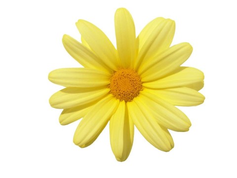 頭狀花序