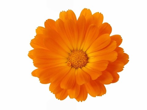 頭狀花序