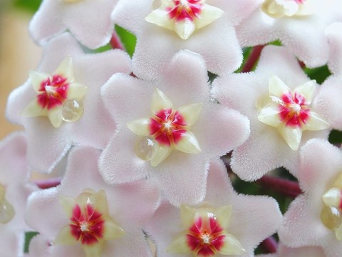 霍亞花