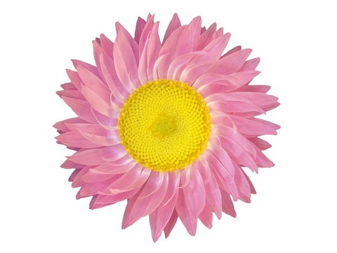 頭狀花序