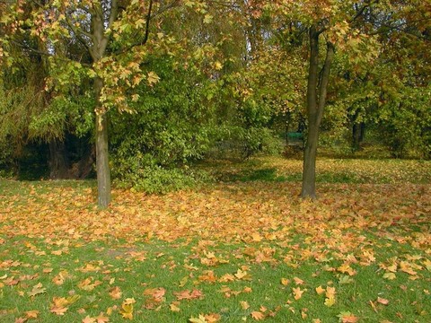 秋天的公園