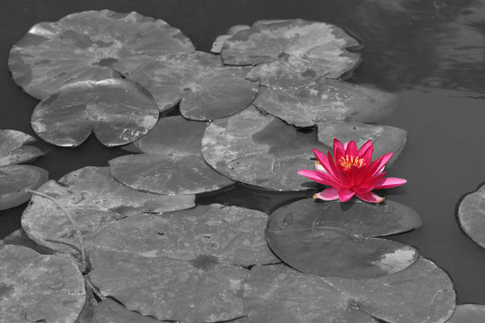 花2