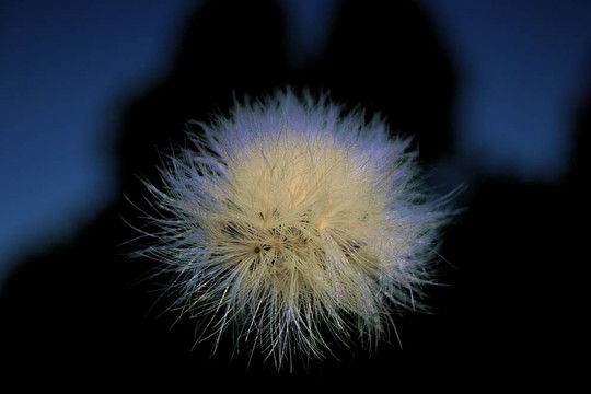 泡芙球