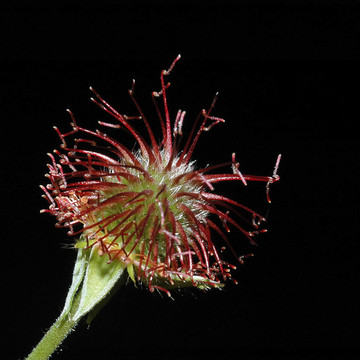 煙花