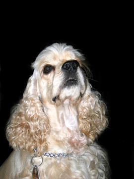 可卡犬