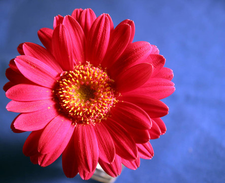 非洲菊