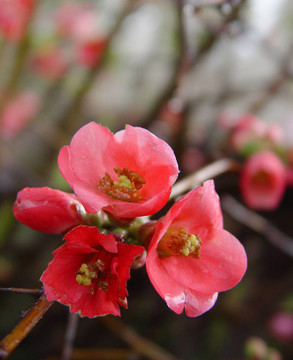 石榴花