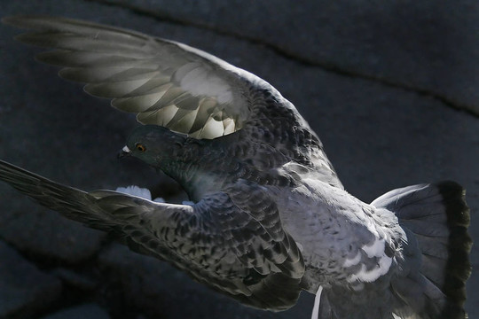 鴿鳥飛