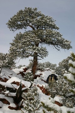 雪！