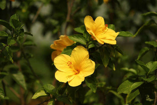 木槿