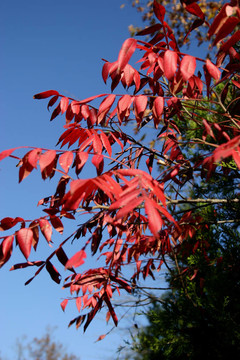 秋天的紅色葉子