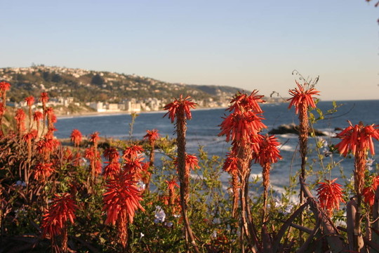 Aloe Vera的花
