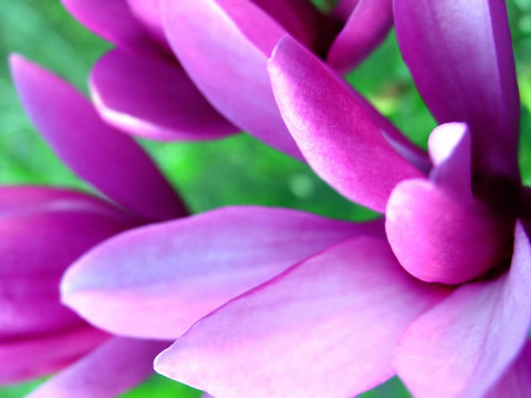 紫色的花