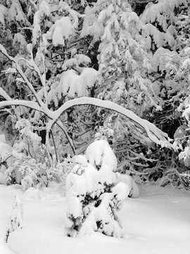 第一場雪